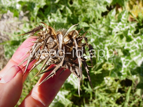 milkthistle, blessed